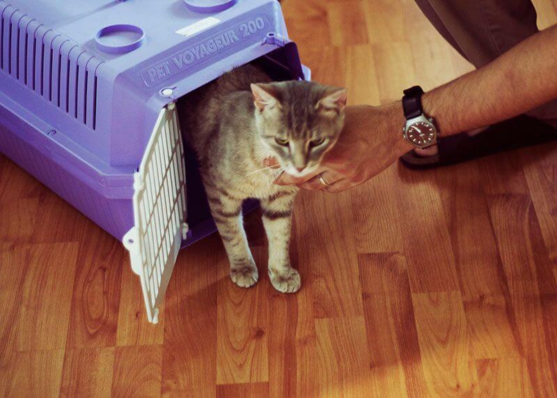 pet جابه جایی حیوانات خانگی